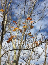 Low angle view of tree against sky