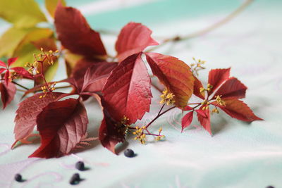 Close-up of red maple leaves on plant
