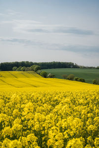 Scenic view of oilseed rape field against sky