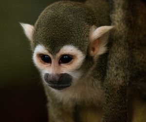 Close-up of monkey