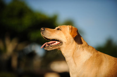 Close-up of dog sticking out tongue outdoors