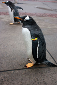 High angle view of penguin