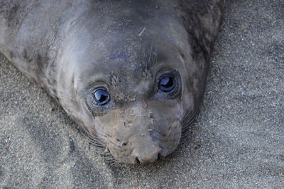 Close-up portrait of seal in sand