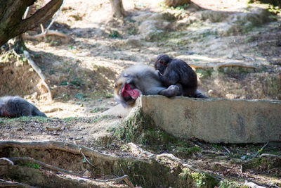 Monkey sitting on rock at zoo