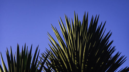 Low angle view of palm tree against clear blue sky