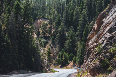 Road amidst trees in forest