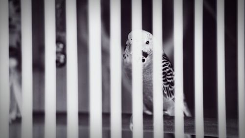 Close-up of an animal cage