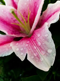 Close-up of wet pink day lily blooming outdoors