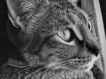 Close-up of a cat looking away