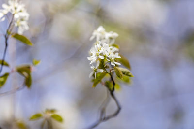 Close-up of white flowering plant