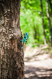 Close-up of iguana on tree trunk