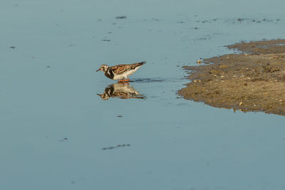 High angle view of bird flying over lake