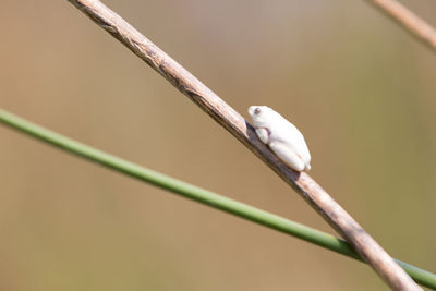 Close-up of bird perching on twig