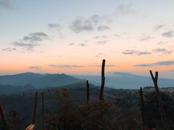 Cactus on landscape against sky during sunset