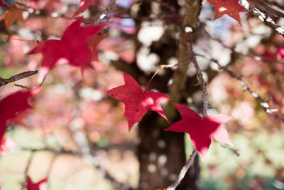 Close-up of maple leaves on branch