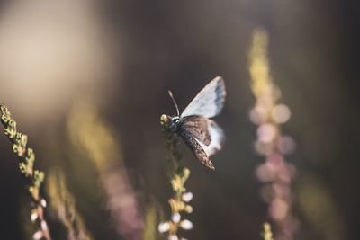 Close-up of butterfly pollinating on flower