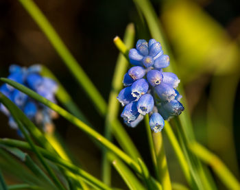 Close-up of blue flowers