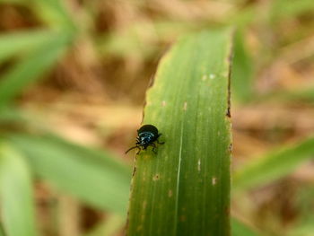 Close-up of a bug on leaf