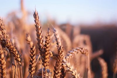 Close-up of wheat plants on field against sky