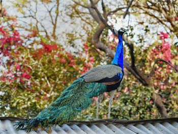 Peacock perching on a tree