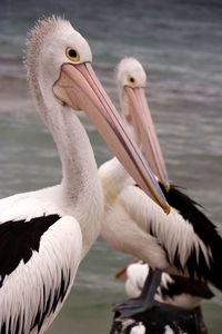 Close-up of pelican in lake