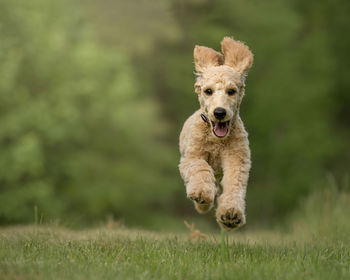 Portrait of dog running on grass