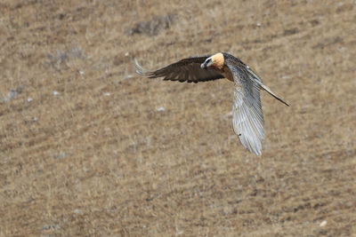 Bird flying over field