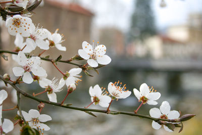 Close-up of white cherry blossoms