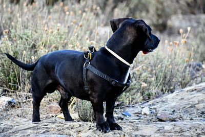 Side view of dog standing on land