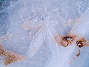 High angle view of ice cream in snow