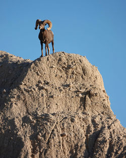 mammal
