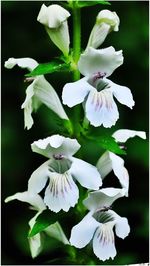 Close-up of white flowers