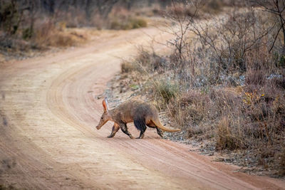 View of horse running on dirt road