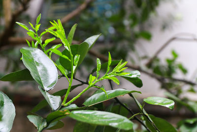 Close-up of green leaves