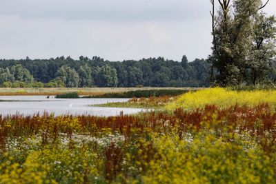 Scenic view of field against sky