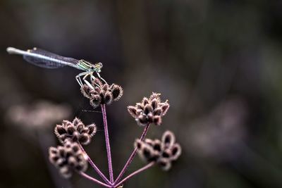 Close-up of flower against blurred background