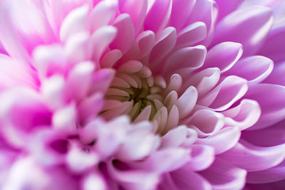 Close-up of pink dahlia