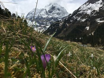 Close-up of purple crocus flowers on field