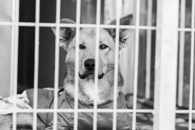 Portrait of dog in cage