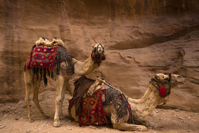 Camels in petra