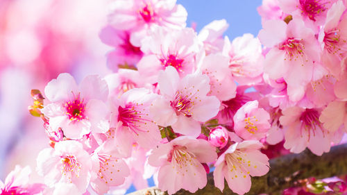 Close-up of pink flowers against sky