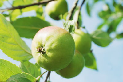 Low angle view of granny smith apples growing outdoors