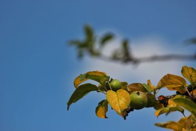 Low angle view of fruits growing on tree against sky