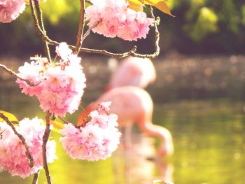 Close-up of pink flowering plant