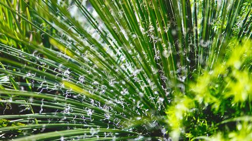 Full frame shot of wet plants