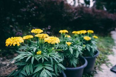 Close-up of yellow flowering plant