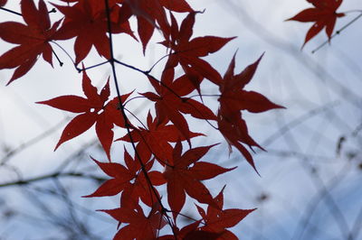 Close-up of maple leaves on tree