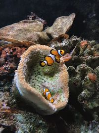 Close-up of clown fish swimming 