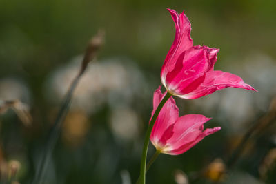 Close-up of pink rose flower