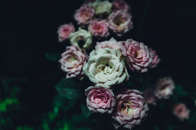 Close-up of rose bouquet against black background